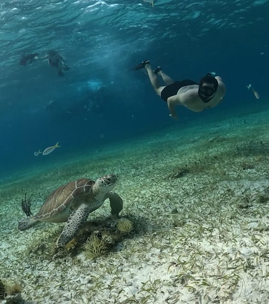 Tortuga 2