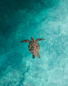 A majestic sea turtle swimming gracefully in clear tropical waters viewed from above.