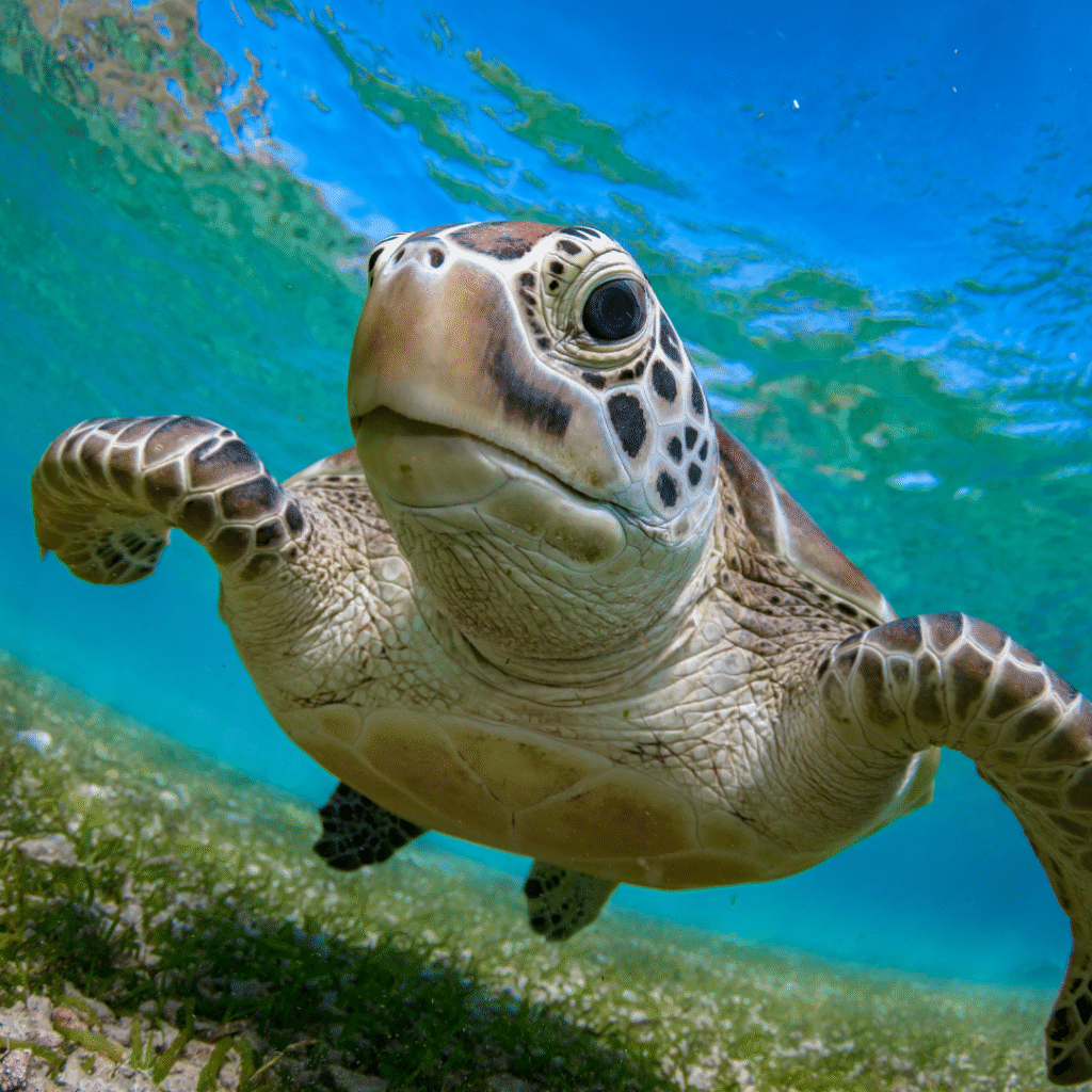 turtle