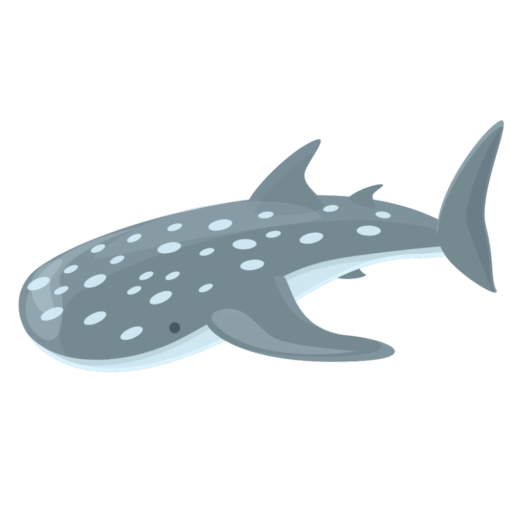 whaleshark